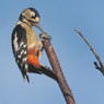 アカゲラ♀の虫取り