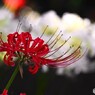 神無月の彼岸花～ⅹ