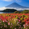 コスモス・コキア・富士山