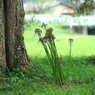 写真句：いとしの枯れ