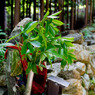 2011 07 02_4757_edited-1