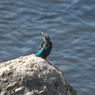 野鳥観察日記　カワセミ