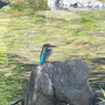 野鳥観察日記　カワセミ君
