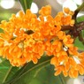 いっせいに開花