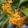 キンモクセイ見ごろ始まる