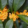 キンモクセイ開花中