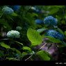 2011紫陽花 　07 