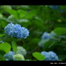 2011紫陽花 　09