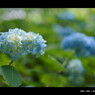 2011紫陽花 　11