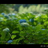 2011紫陽花 　12