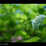 2011紫陽花 　14