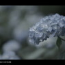 2011紫陽花 　16