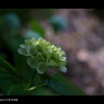 2011紫陽花 　17
