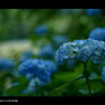 2011紫陽花 　18