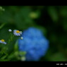 2011紫陽花 　19