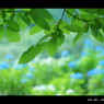 2011紫陽花 　20