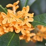 枝先の花々