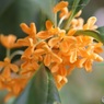 つかの間の開花
