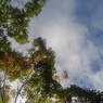 空とモミジの葉（10月6日）