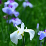 花菖蒲