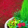 秋の寄せ植え