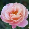 秋の薔薇