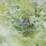 荒地に咲く花