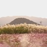 ススキ、コスモス & 山々