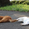 しっぽで　にゃんこ釣り～その2