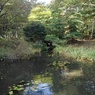 那須野が原公園の森の池（10月14日）