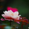 旧古川庭園の秋薔薇～ⅶ