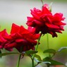 旧古川庭園の秋薔薇～ⅷ