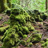 苔むす溶岩