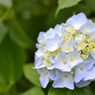 白馬村三日市場地区の紫陽花