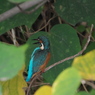 野鳥観察日記　カワセミ