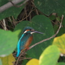 野鳥観察日記　カワセミ君