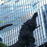 写真エッセイ：東京散歩19：有楽町のゴジラ