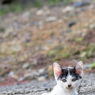 ひょこ