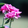旧古川庭園の秋薔薇～ⅹ