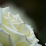 旧古川庭園の秋薔薇～ⅺ