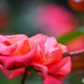 旧古川庭園の秋薔薇～ⅻ