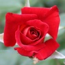 真っ赤な薔薇