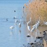 水辺の鳥