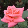 公園で秋の薔薇