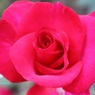 秋に見つけた赤い薔薇