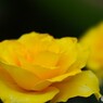 旧古川庭園の秋薔薇～xiii
