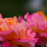 旧古川庭園の秋薔薇～xiv