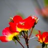 旧古川庭園の秋薔薇～xvi
