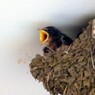 2011年6月26日母ちゃん早く