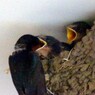 2011年6月26日順番だよ